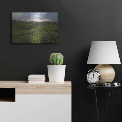 Luxe Metal Art 'Burundi Tea Field' by Joe Reimer Photography, Metal Wall Art,24x16