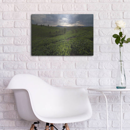 Luxe Metal Art 'Burundi Tea Field' by Joe Reimer Photography, Metal Wall Art,24x16