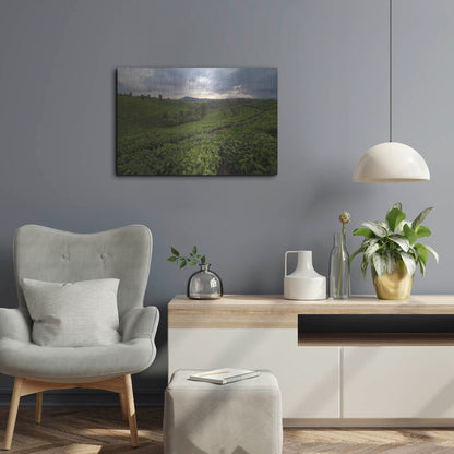 Luxe Metal Art 'Burundi Tea Field' by Joe Reimer Photography, Metal Wall Art,24x16