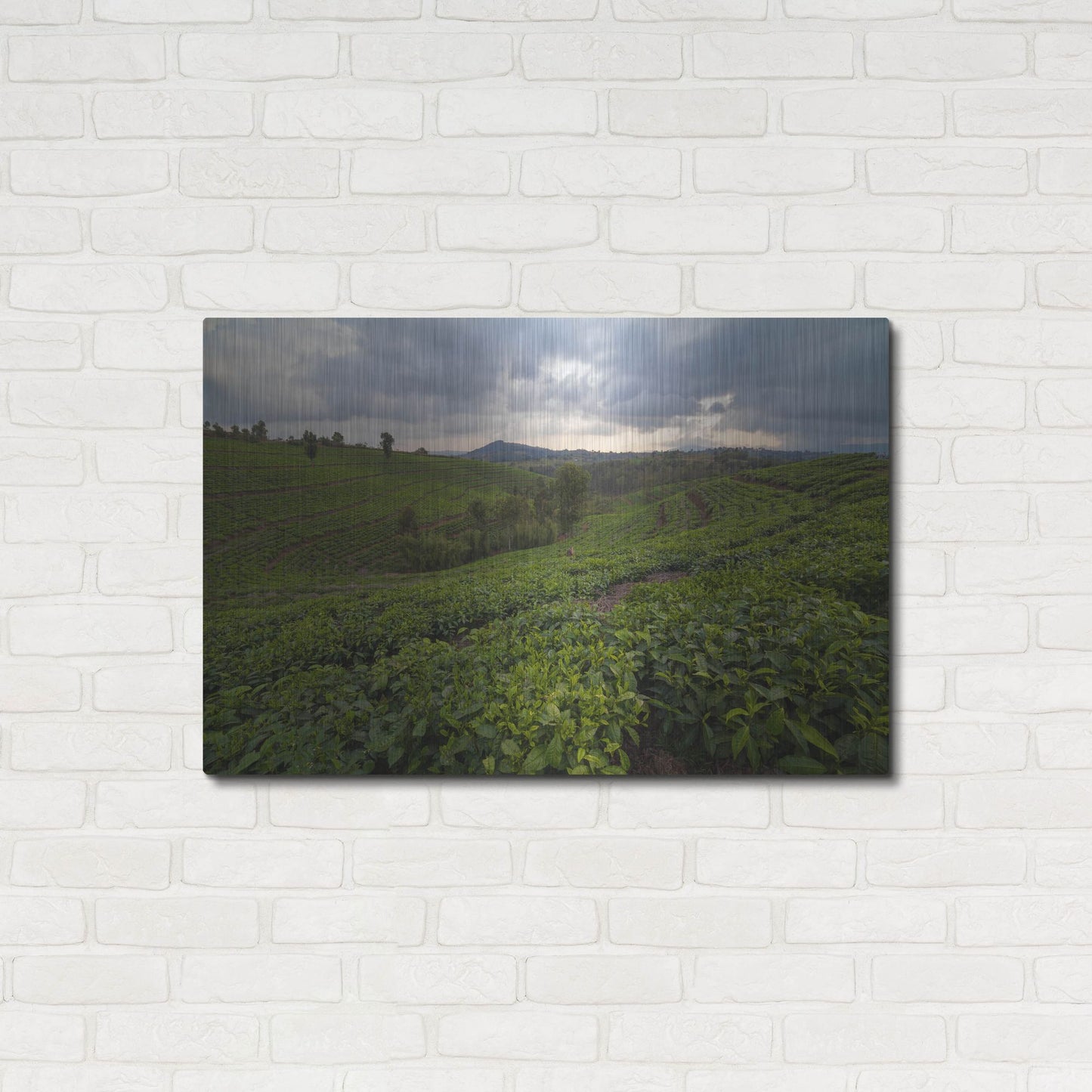 Luxe Metal Art 'Burundi Tea Field' by Joe Reimer Photography, Metal Wall Art,36x24
