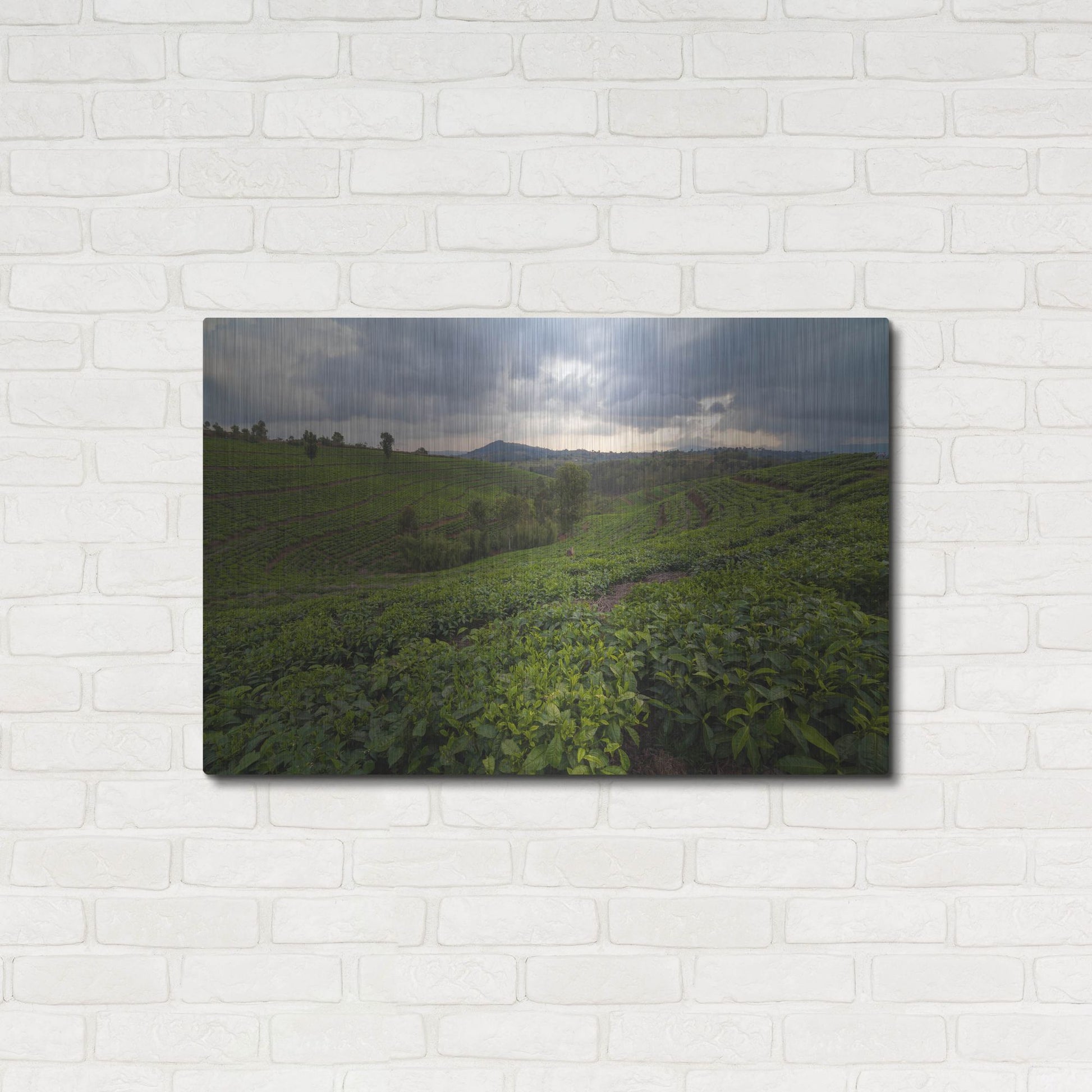 Luxe Metal Art 'Burundi Tea Field' by Joe Reimer Photography, Metal Wall Art,36x24