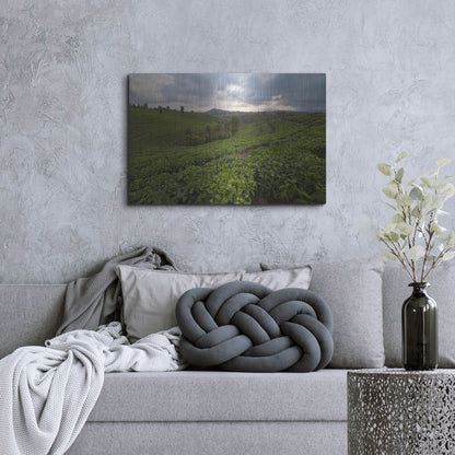 Luxe Metal Art 'Burundi Tea Field' by Joe Reimer Photography, Metal Wall Art,36x24