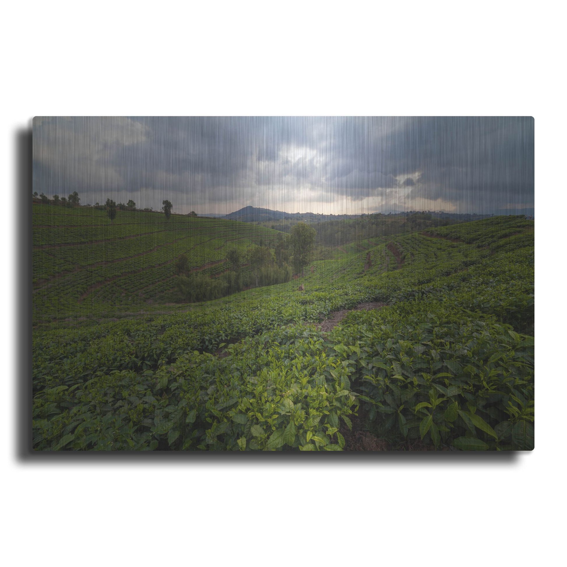 Luxe Metal Art 'Burundi Tea Field' by Joe Reimer Photography, Metal Wall Art