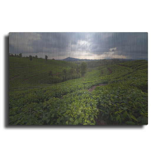 Luxe Metal Art 'Burundi Tea Field' by Joe Reimer Photography, Metal Wall Art