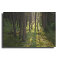 Luxe Metal Art 'Tree Sunset 1' by Joe Reimer Photography, Metal Wall Art