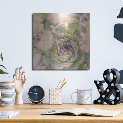 Luxe Metal Art 'Succulents 08' by Lightbox Journal, Metal Wall Art,12x12