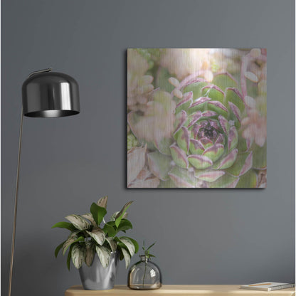 Luxe Metal Art 'Succulents 08' by Lightbox Journal, Metal Wall Art,24x24