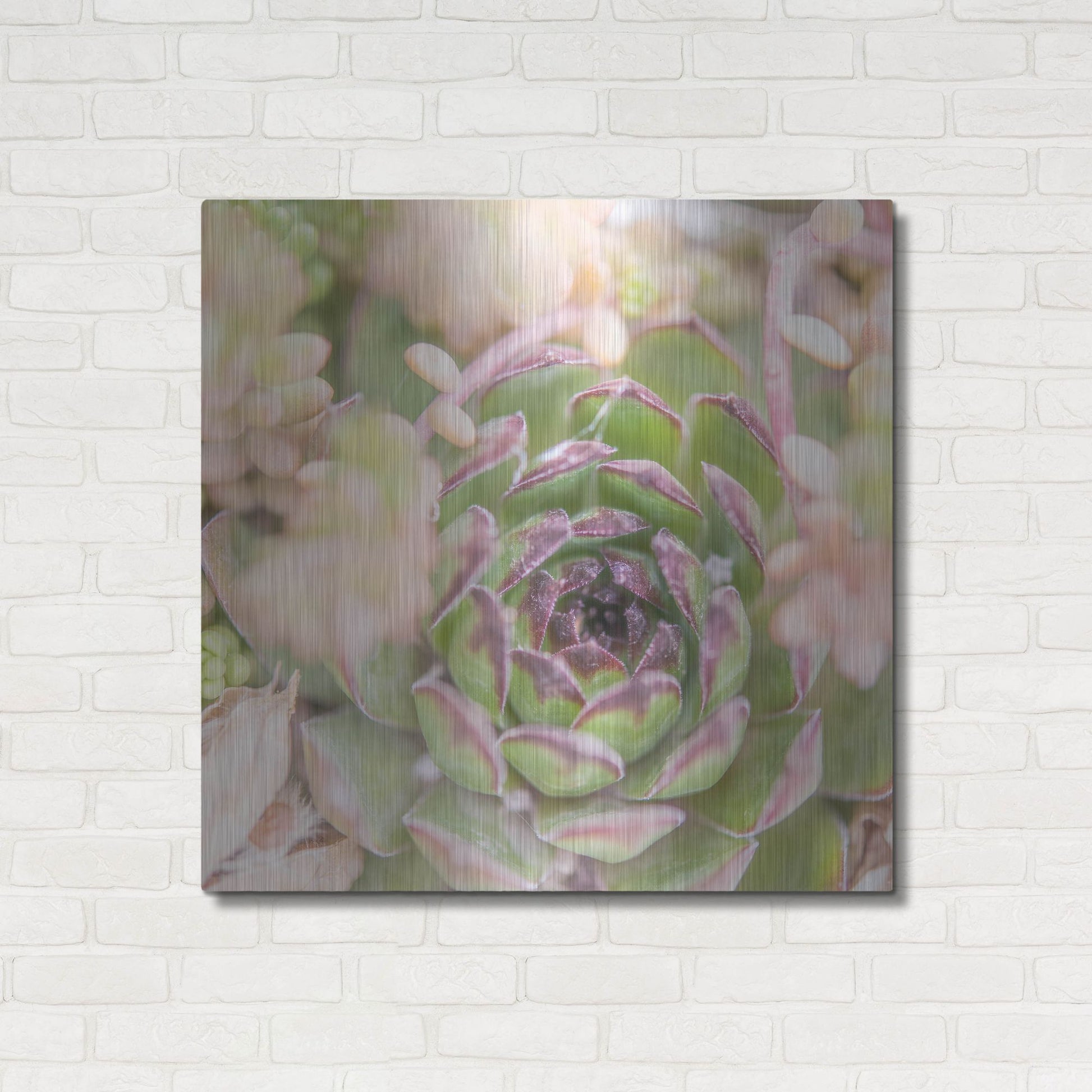 Luxe Metal Art 'Succulents 08' by Lightbox Journal, Metal Wall Art,36x36