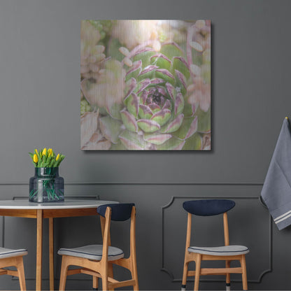 Luxe Metal Art 'Succulents 08' by Lightbox Journal, Metal Wall Art,36x36