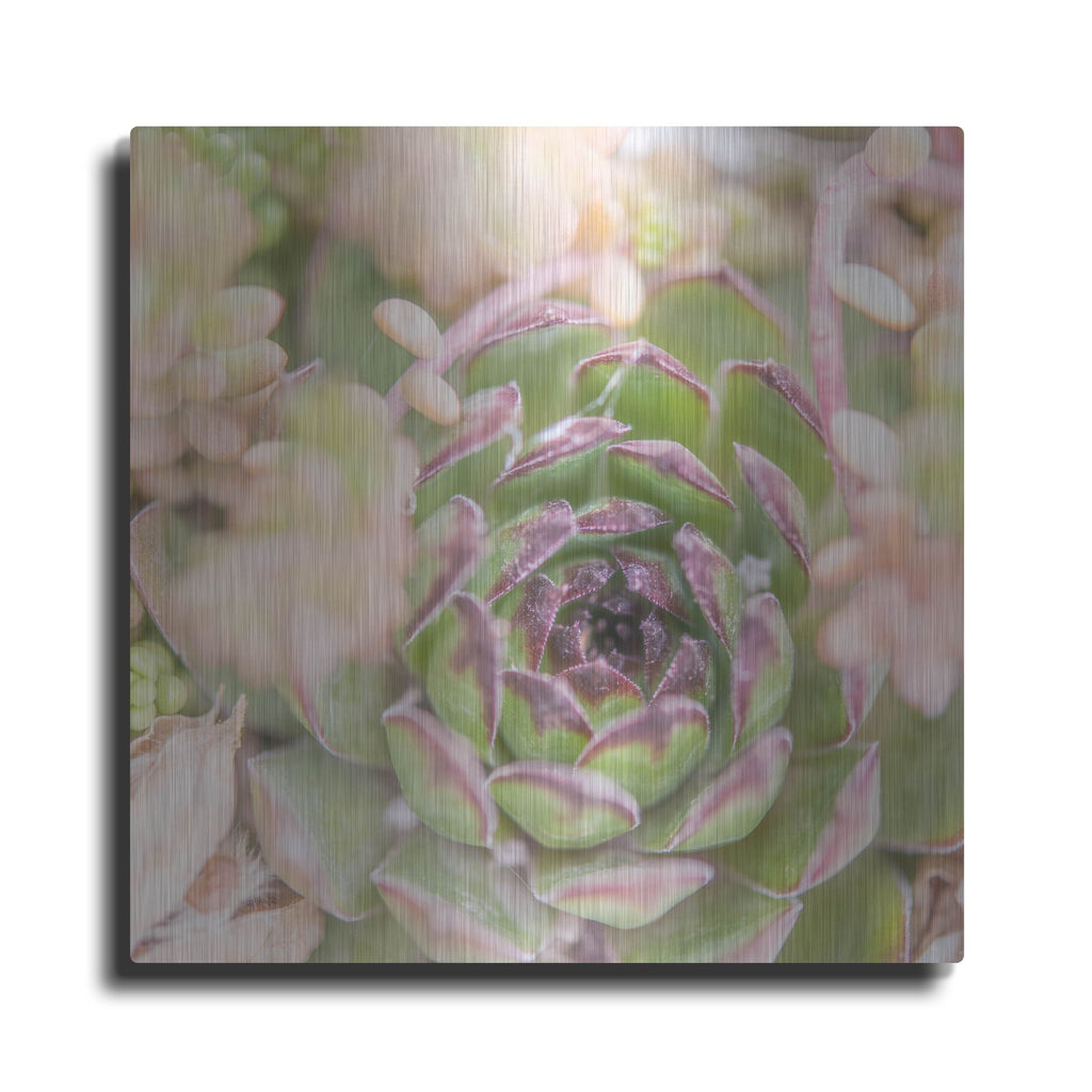 Luxe Metal Art 'Succulents 08' by Lightbox Journal, Metal Wall Art