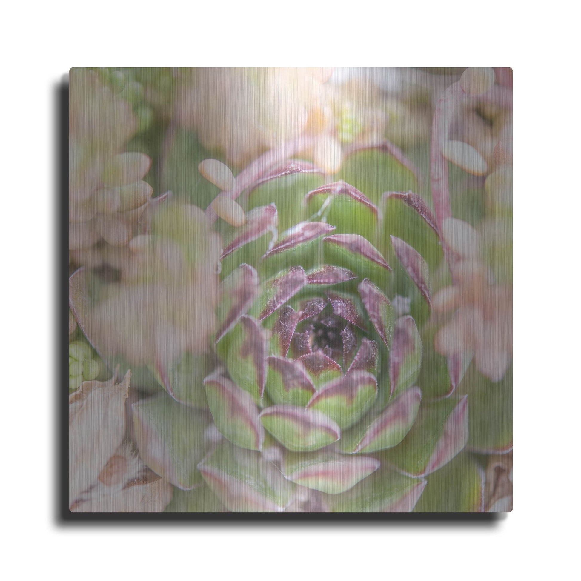 Luxe Metal Art 'Succulents 08' by Lightbox Journal, Metal Wall Art