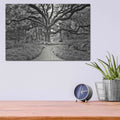'Florida Tree' by PH Burchett – Metal Wall Art, 16x12 room view