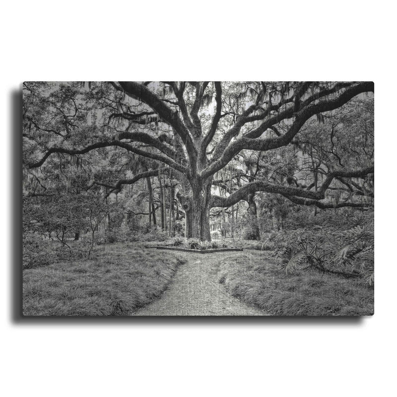 'Florida Tree' by PH Burchett – Metal Wall Art