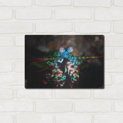 Luxe Metal Art 'Peacock Mantis Shrimp' by Luxe Portfolio, Metal Wall Art,16x12