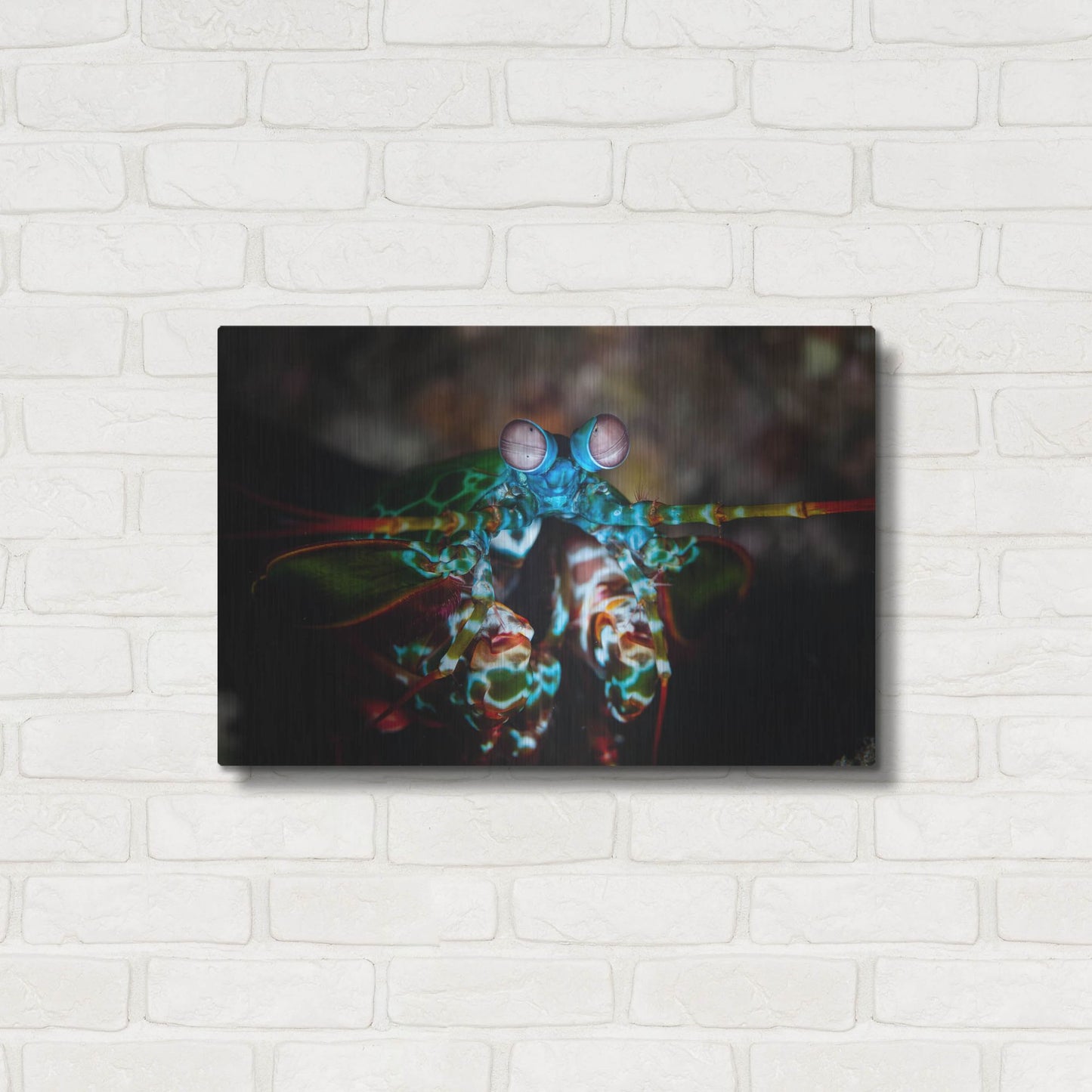 Luxe Metal Art 'Peacock Mantis Shrimp' by Luxe Portfolio, Metal Wall Art,24x16