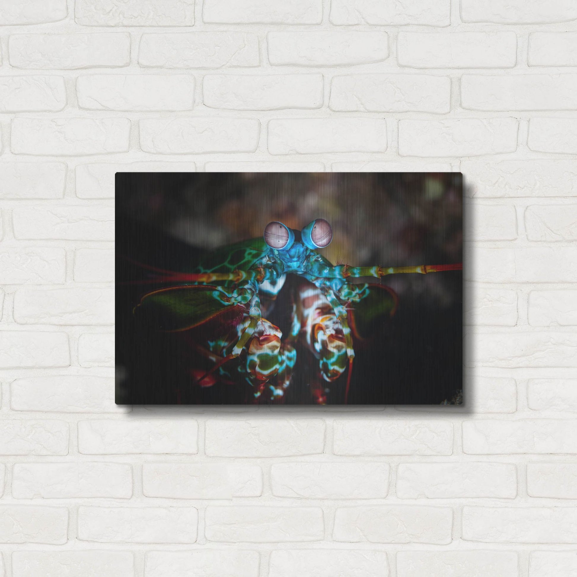 Luxe Metal Art 'Peacock Mantis Shrimp' by Luxe Portfolio, Metal Wall Art,24x16