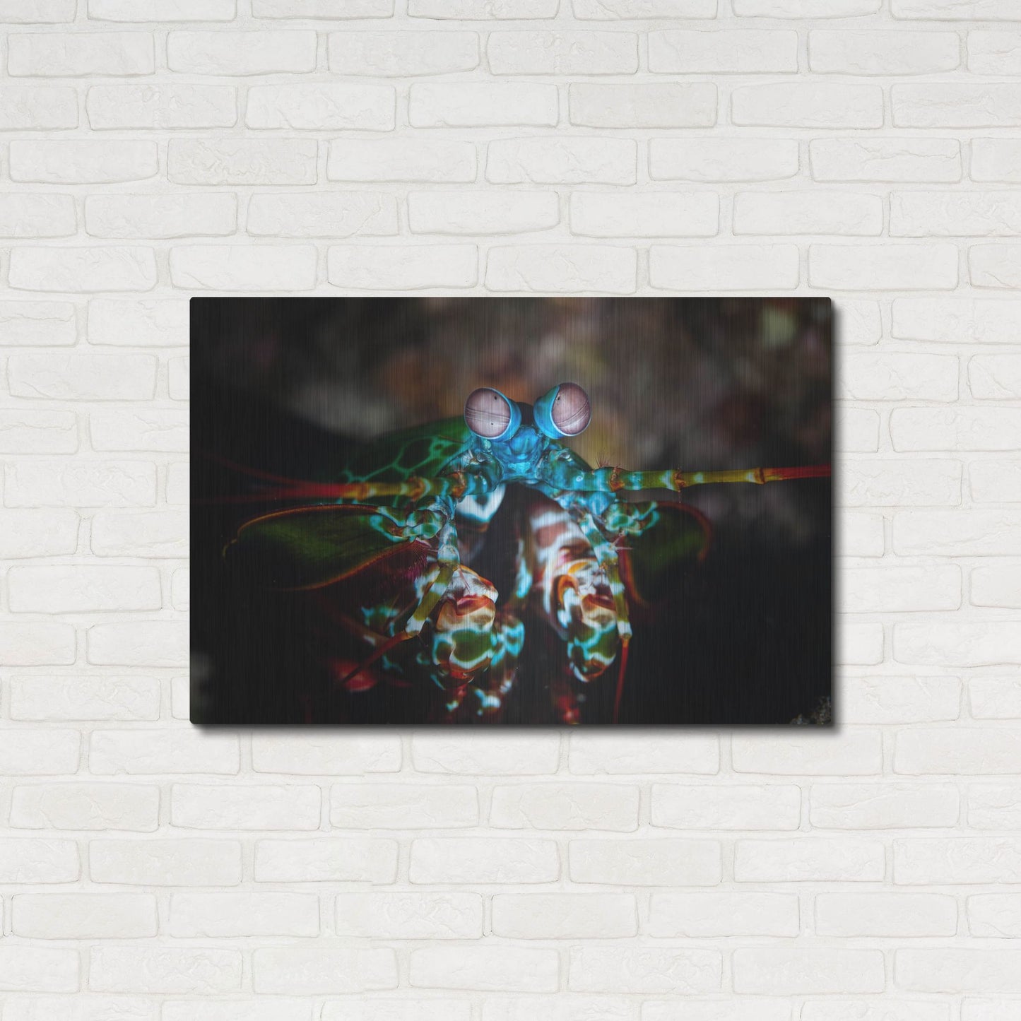 Luxe Metal Art 'Peacock Mantis Shrimp' by Luxe Portfolio, Metal Wall Art,36x24