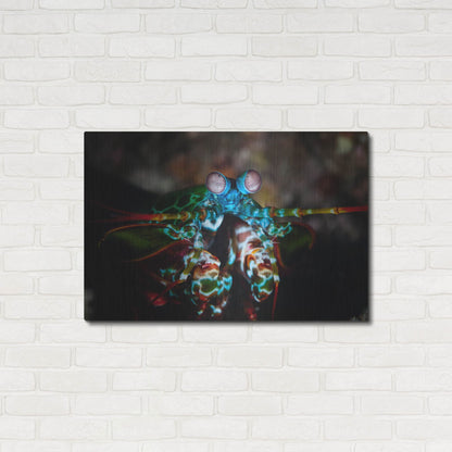Luxe Metal Art 'Peacock Mantis Shrimp' by Luxe Portfolio, Metal Wall Art,36x24