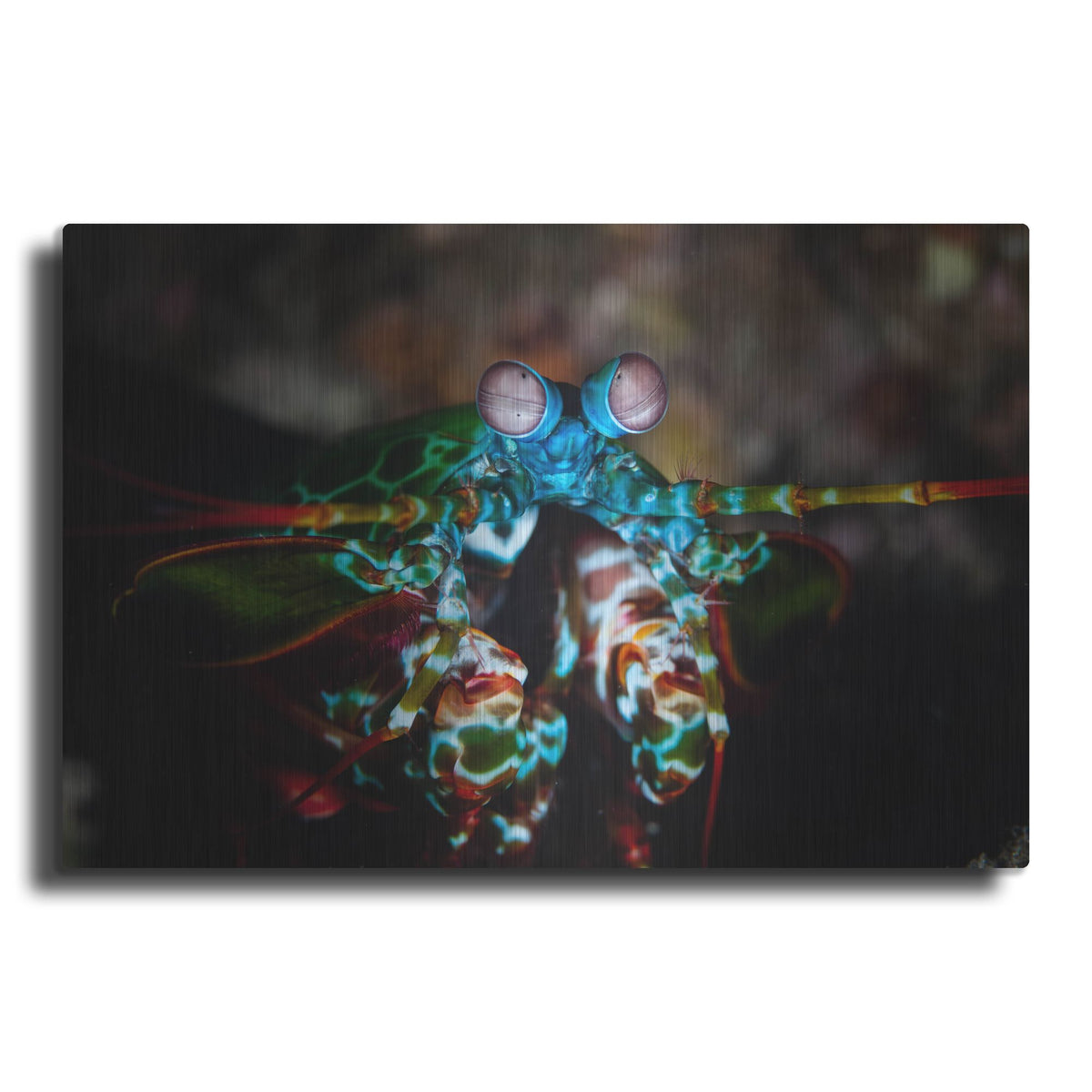 Luxe Metal Art 'Peacock Mantis Shrimp' by Luxe Portfolio, Metal Wall Art