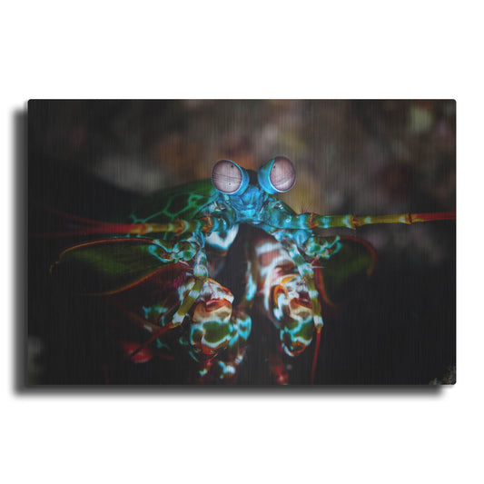 Luxe Metal Art 'Peacock Mantis Shrimp' by Luxe Portfolio, Metal Wall Art