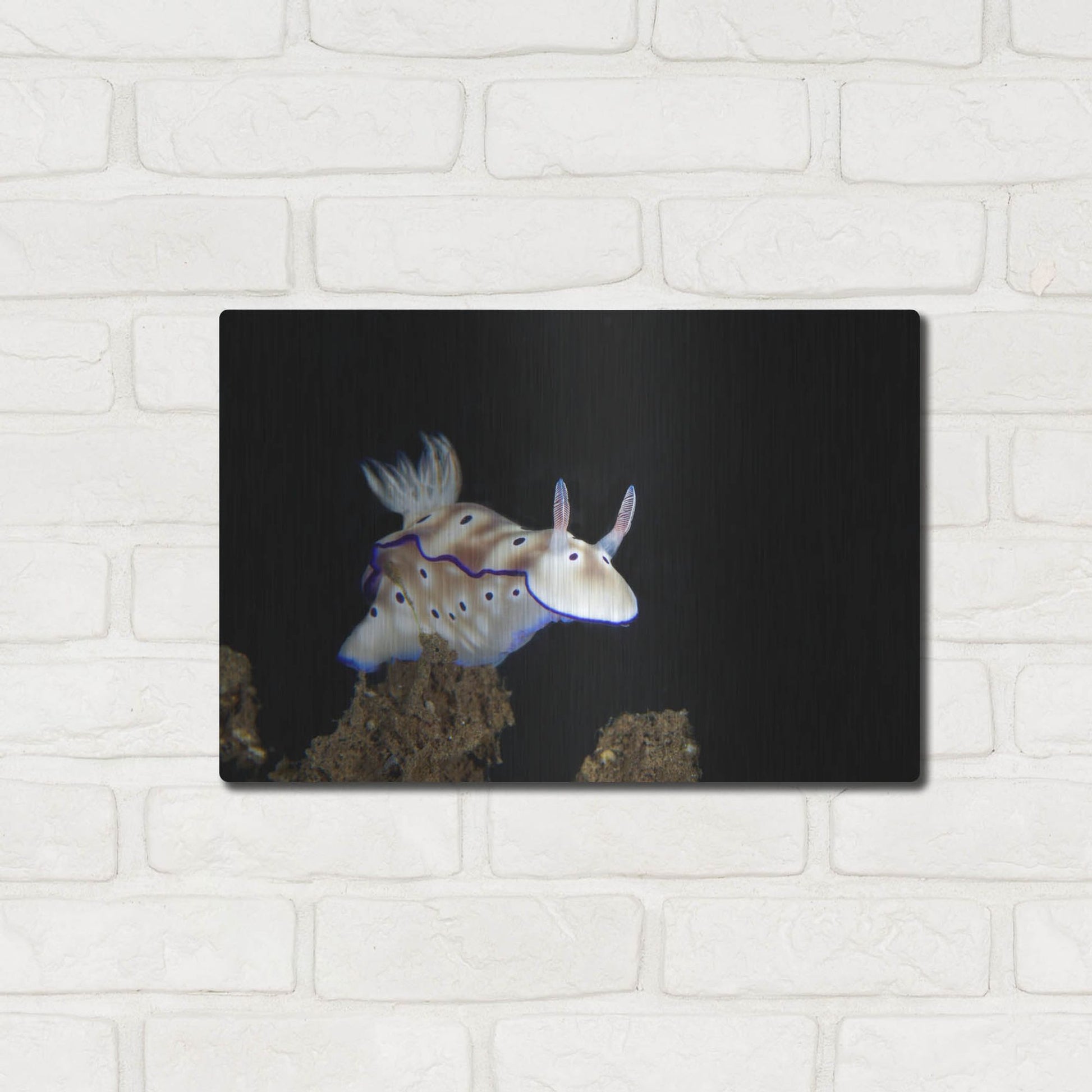 Luxe Metal Art 'Nudibranch On Coral Reef' by Luxe Portfolio, Metal Wall Art,16x12