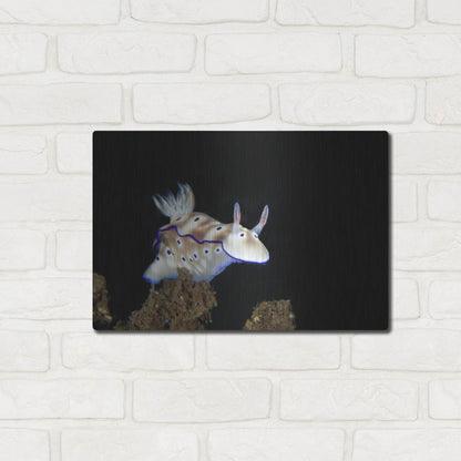 Luxe Metal Art 'Nudibranch On Coral Reef' by Luxe Portfolio, Metal Wall Art,16x12