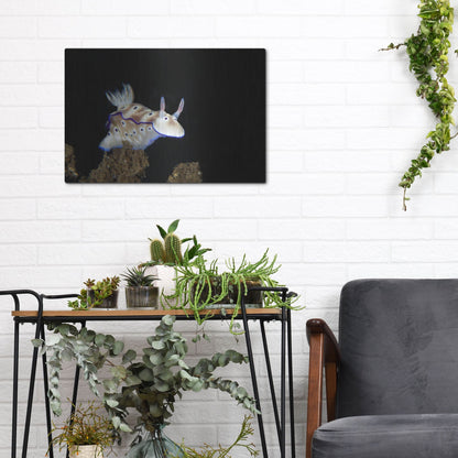 Luxe Metal Art 'Nudibranch On Coral Reef' by Luxe Portfolio, Metal Wall Art,16x12