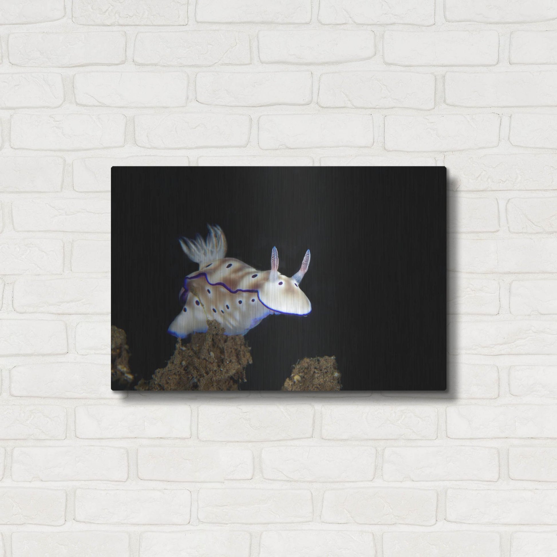 Luxe Metal Art 'Nudibranch On Coral Reef' by Luxe Portfolio, Metal Wall Art,24x16