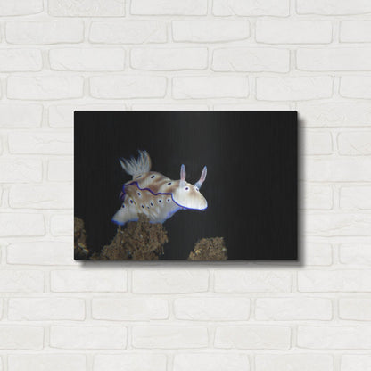 Luxe Metal Art 'Nudibranch On Coral Reef' by Luxe Portfolio, Metal Wall Art,24x16