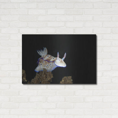 Luxe Metal Art 'Nudibranch On Coral Reef' by Luxe Portfolio, Metal Wall Art,36x24