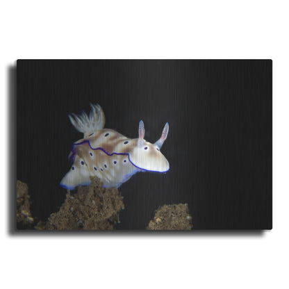 Luxe Metal Art 'Nudibranch On Coral Reef' by Luxe Portfolio, Metal Wall Art