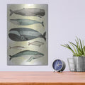 'Whales' by Pete Oswald – Metal Wall Art, 12x16 room view