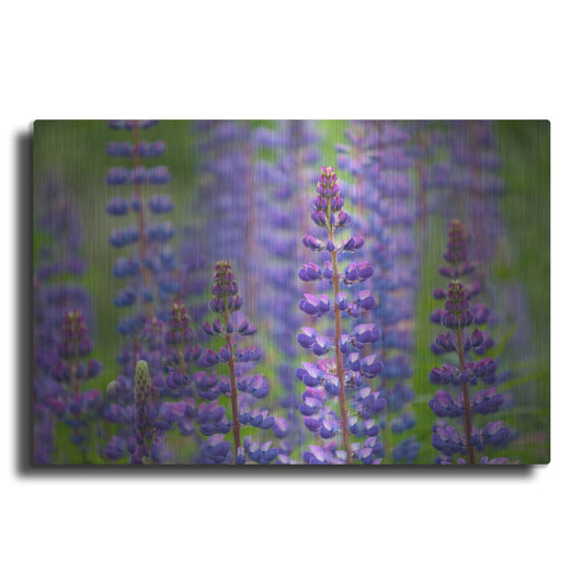 Luxe Metal Art 'Blue Lupine Flowers' by Cora Niele, Metal Wall Art