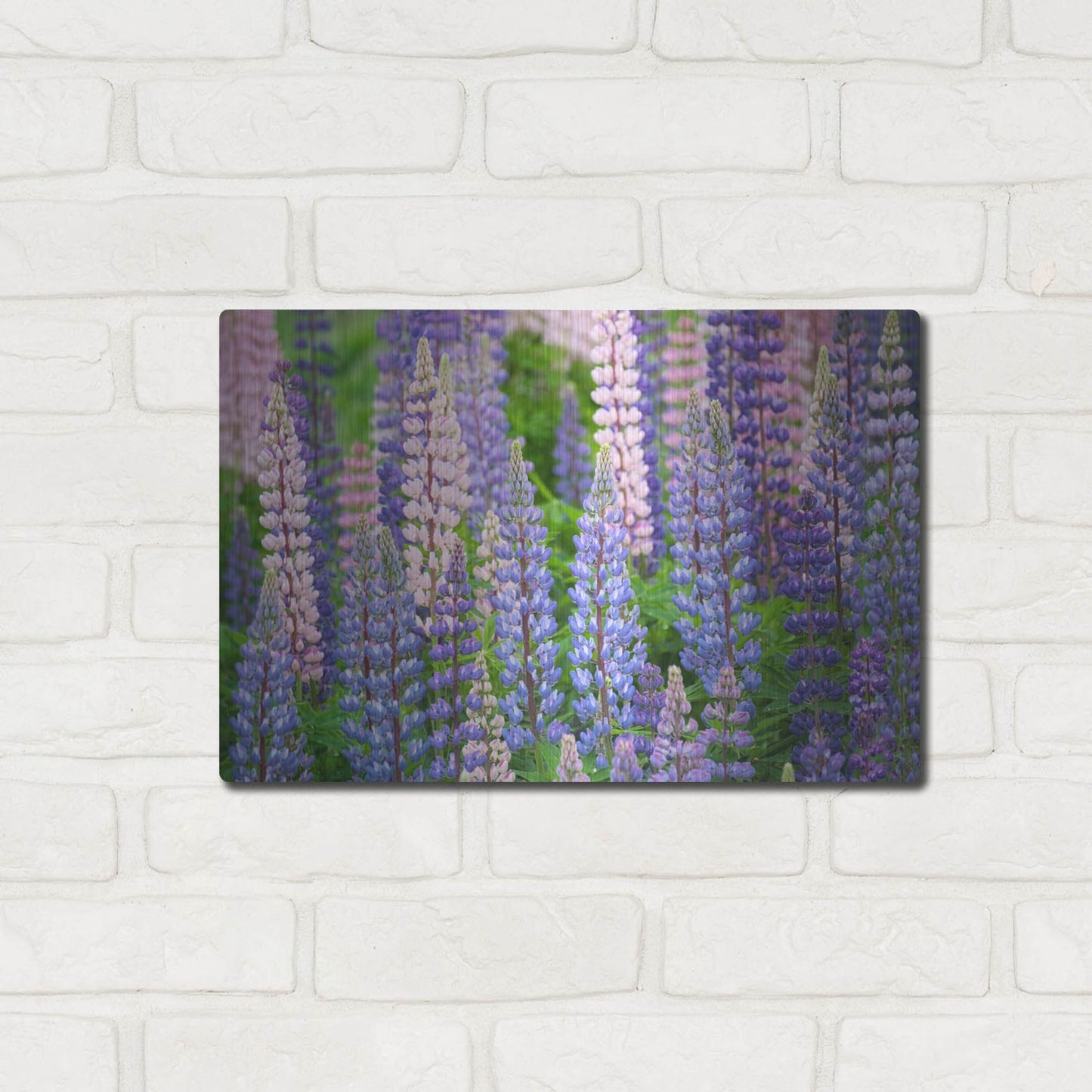 Luxe Metal Art 'Blue Pink Lupine Field' by Cora Niele, Metal Wall Art,16x12