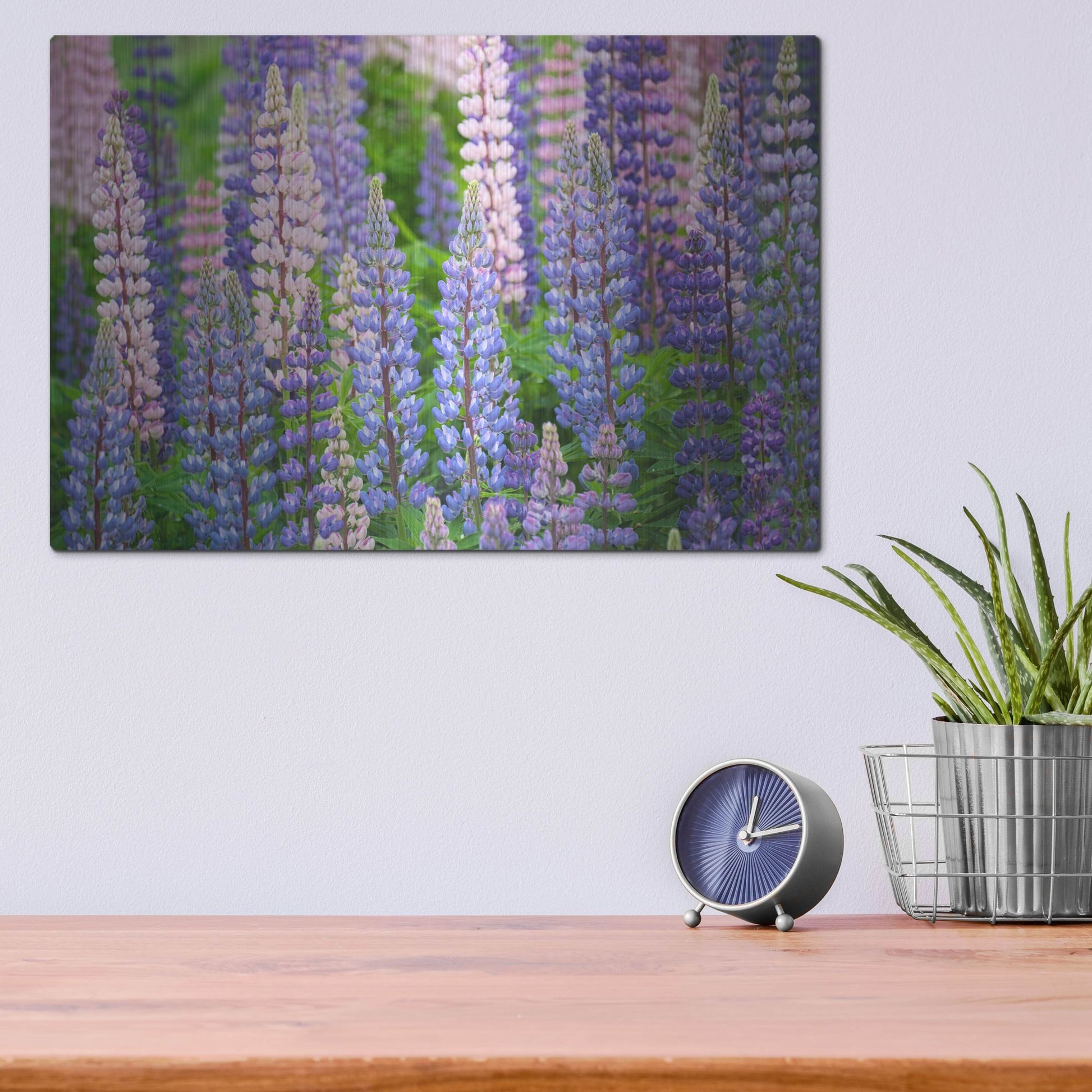 Luxe Metal Art 'Blue Pink Lupine Field' by Cora Niele, Metal Wall Art,16x12