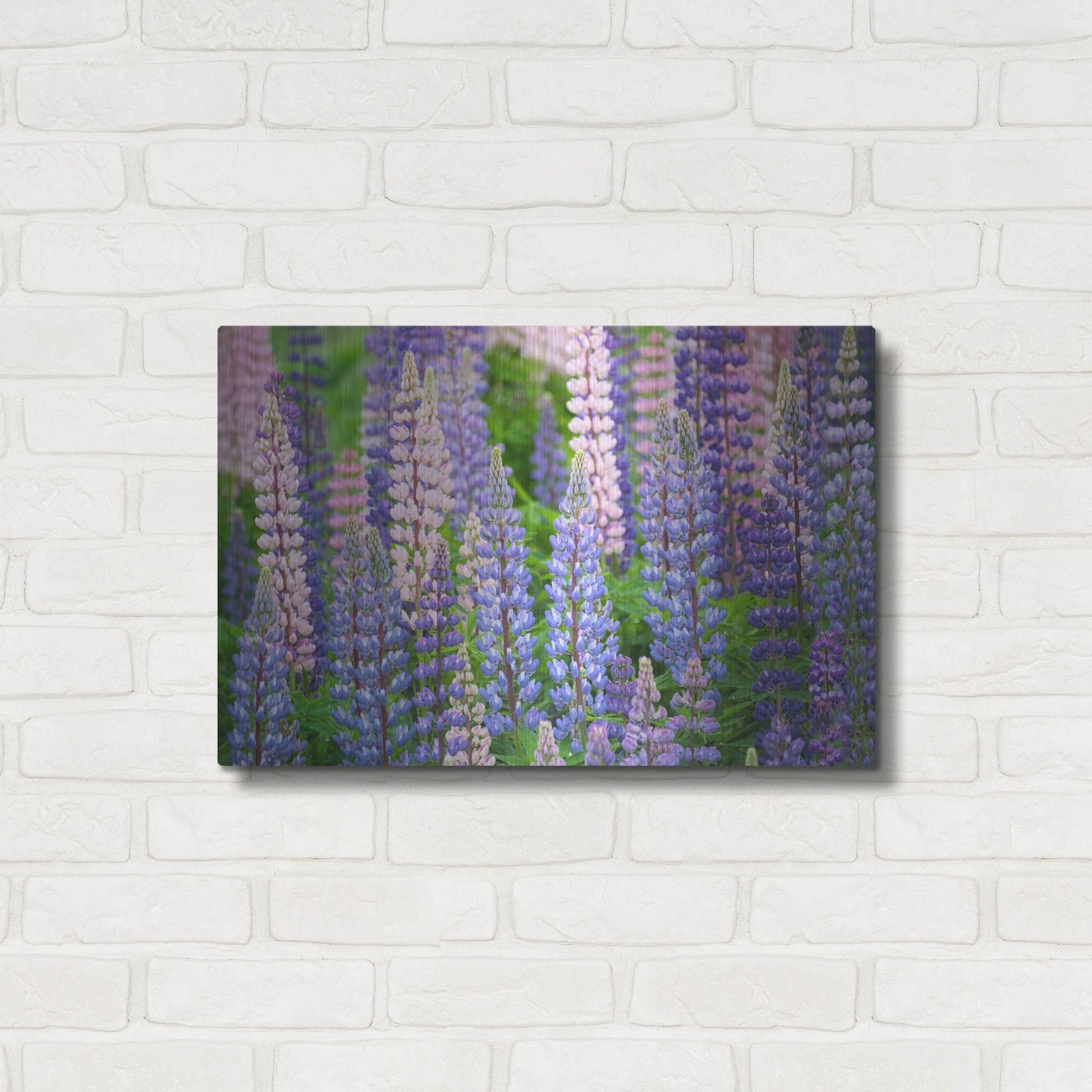 Luxe Metal Art 'Blue Pink Lupine Field' by Cora Niele, Metal Wall Art,24x16