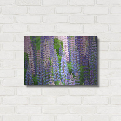 Luxe Metal Art 'Blue Pink Lupine Field' by Cora Niele, Metal Wall Art,24x16