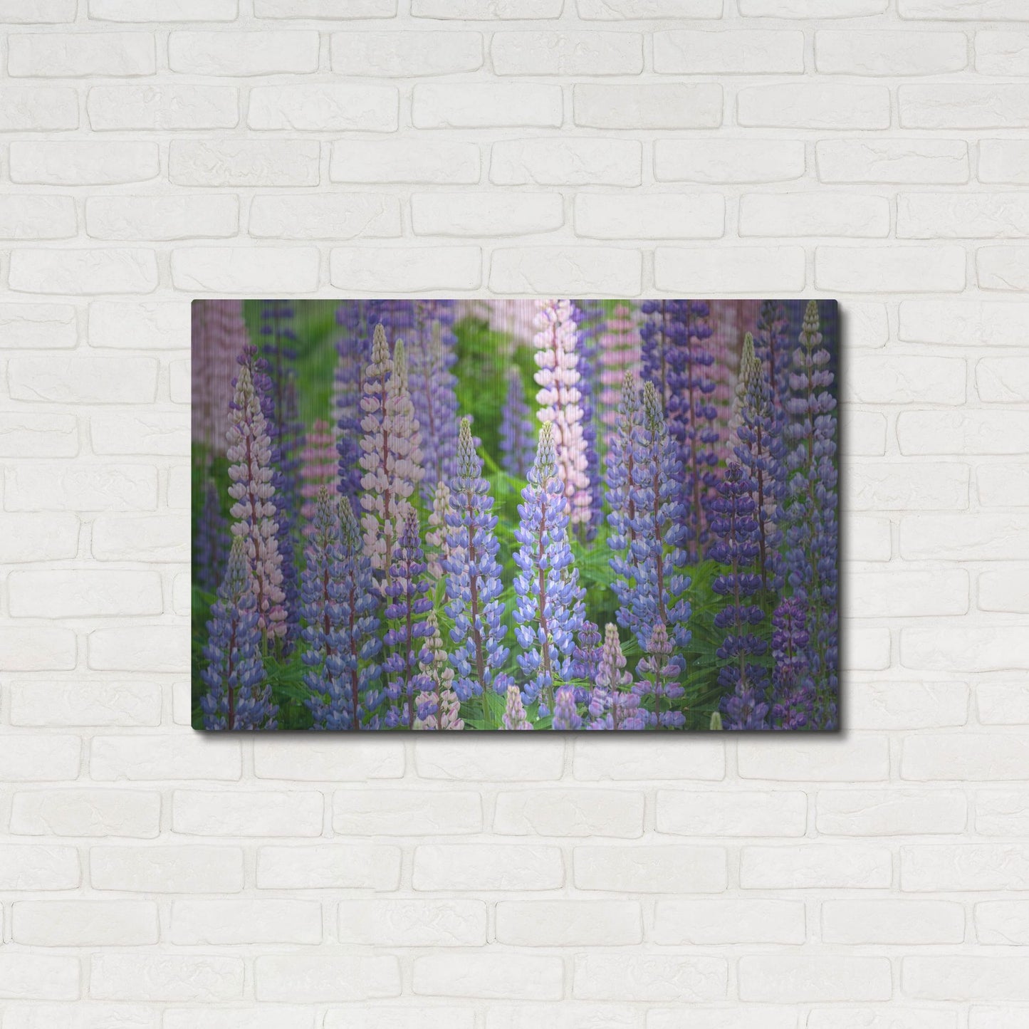 Luxe Metal Art 'Blue Pink Lupine Field' by Cora Niele, Metal Wall Art,36x24