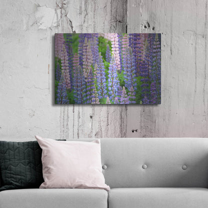 Luxe Metal Art 'Blue Pink Lupine Field' by Cora Niele, Metal Wall Art,36x24