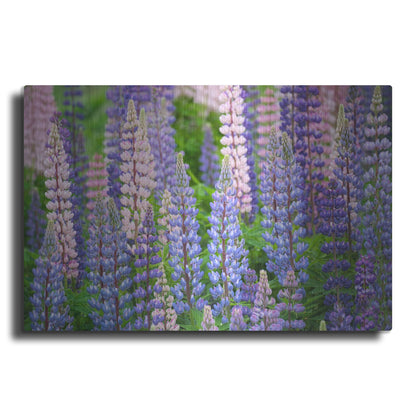 Luxe Metal Art 'Blue Pink Lupine Field' by Cora Niele, Metal Wall Art