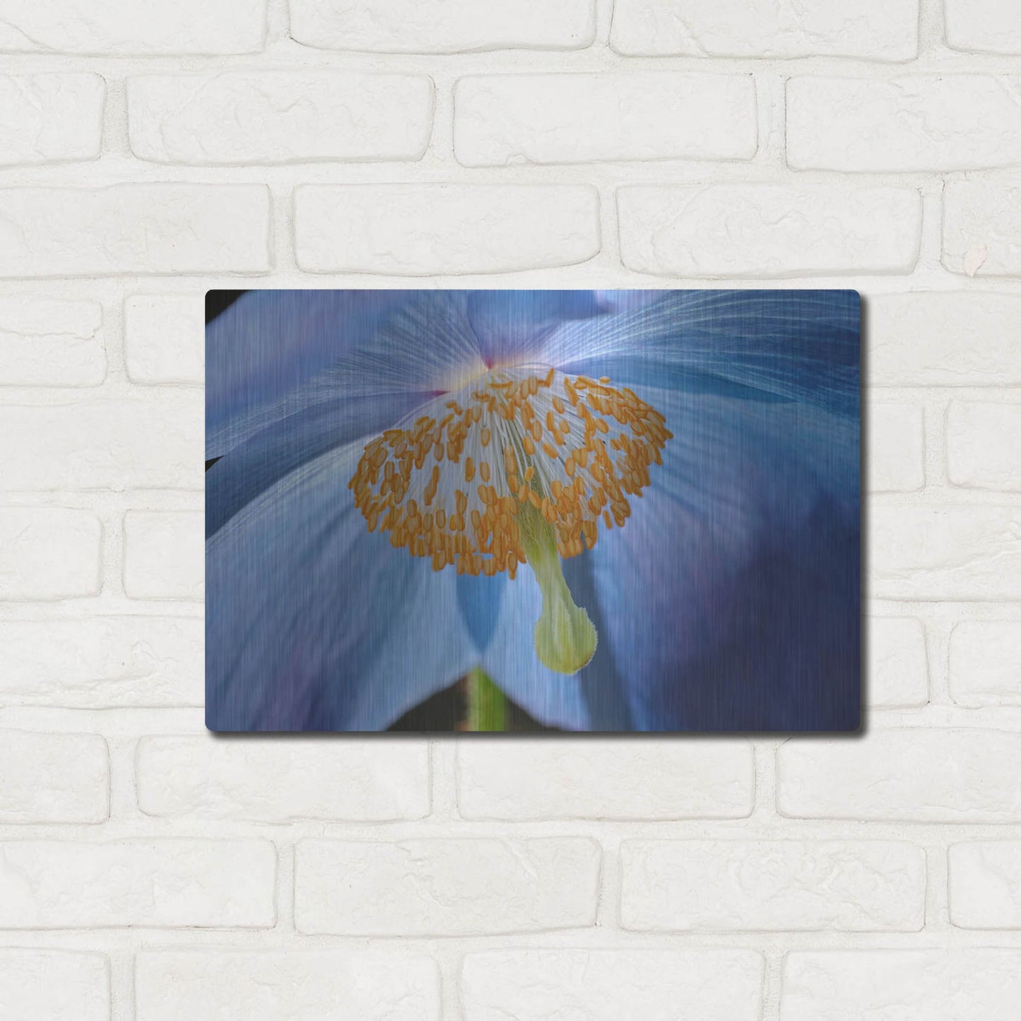 Luxe Metal Art 'Blue Poppy' by Cora Niele, Metal Wall Art,16x12