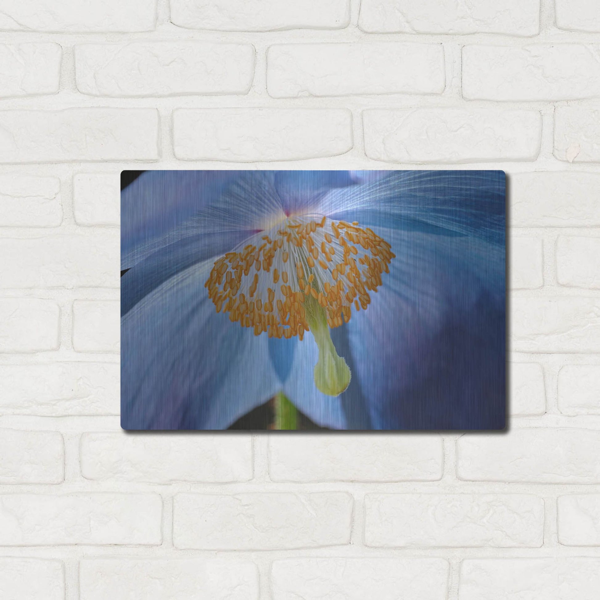 Luxe Metal Art 'Blue Poppy' by Cora Niele, Metal Wall Art,16x12