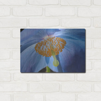 Luxe Metal Art 'Blue Poppy' by Cora Niele, Metal Wall Art,16x12