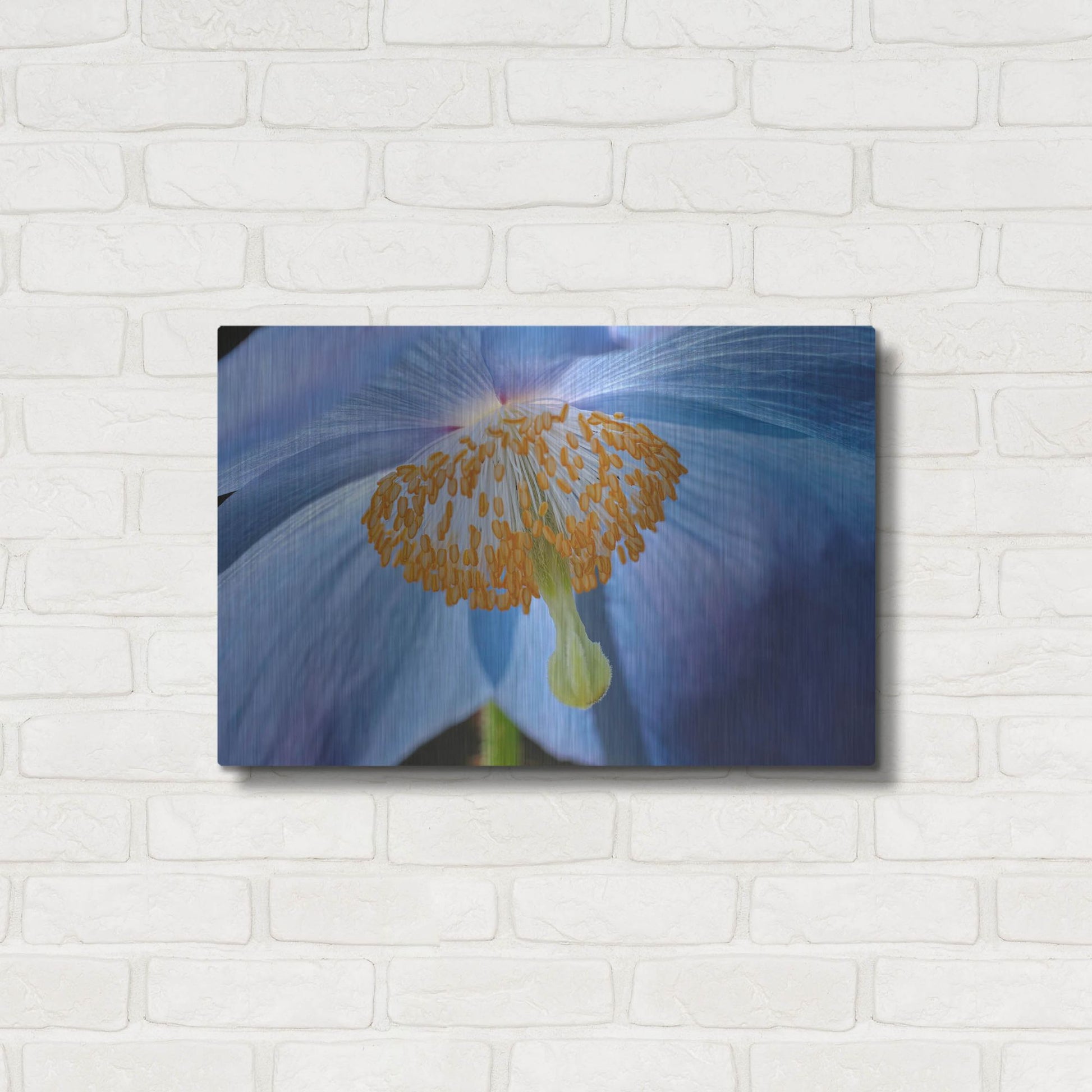 Luxe Metal Art 'Blue Poppy' by Cora Niele, Metal Wall Art,24x16