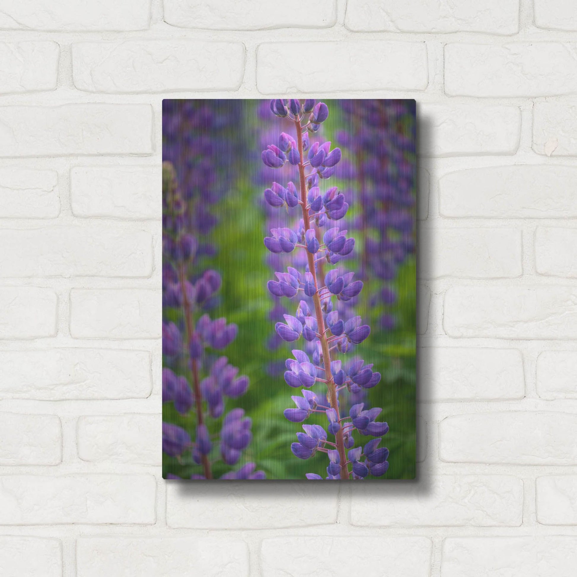 Luxe Metal Art 'Blue Violet Lupine Flower' by Cora Niele, Metal Wall Art,12x16