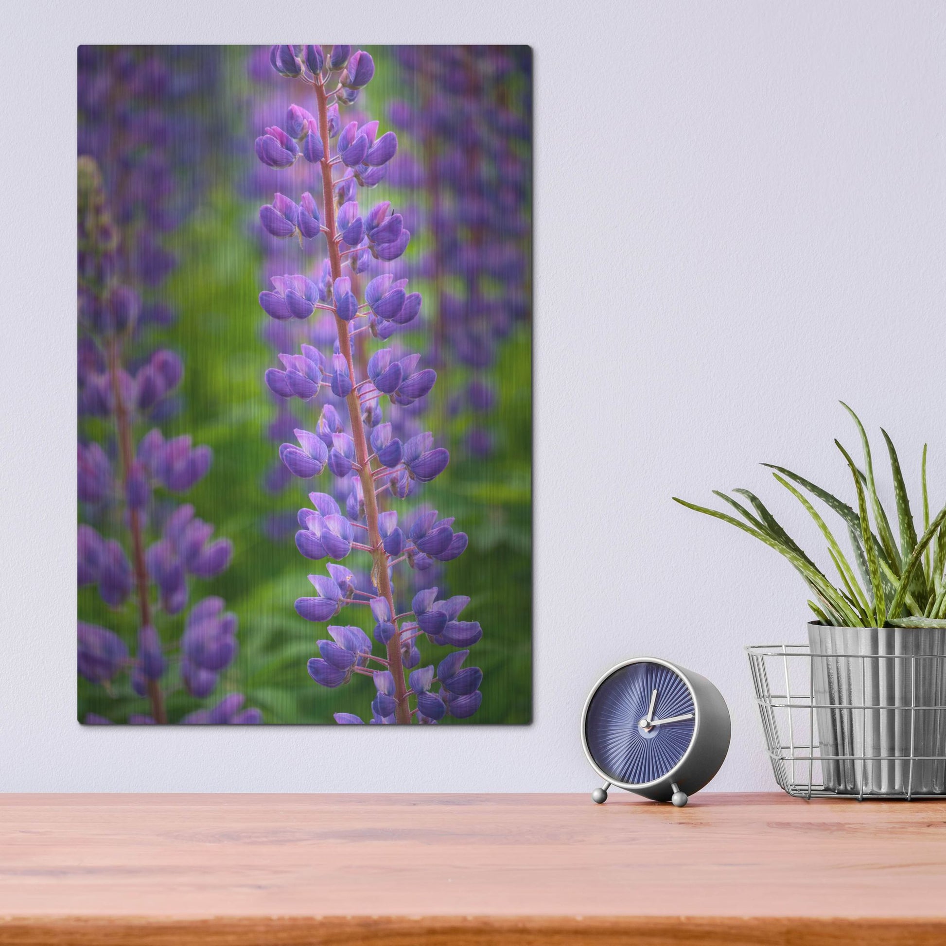 Luxe Metal Art 'Blue Violet Lupine Flower' by Cora Niele, Metal Wall Art,12x16