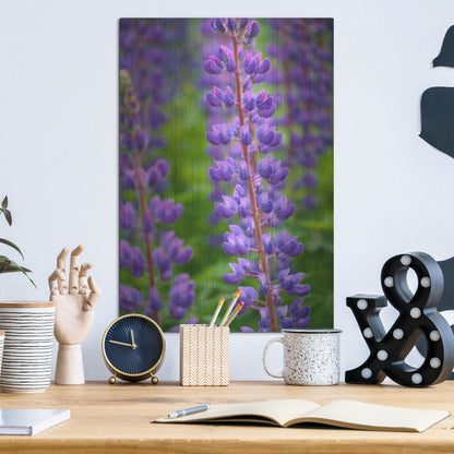 Luxe Metal Art 'Blue Violet Lupine Flower' by Cora Niele, Metal Wall Art,12x16