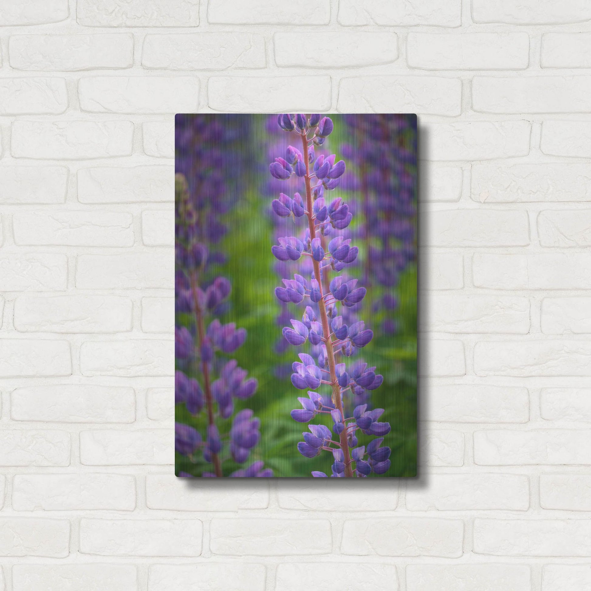 Luxe Metal Art 'Blue Violet Lupine Flower' by Cora Niele, Metal Wall Art,16x24