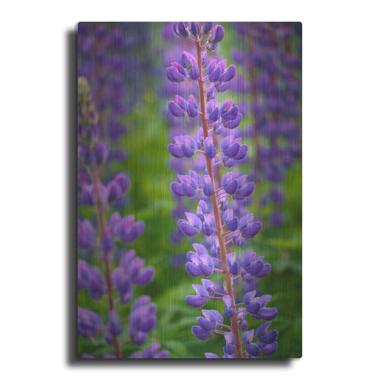 Luxe Metal Art 'Blue Violet Lupine Flower' by Cora Niele, Metal Wall Art