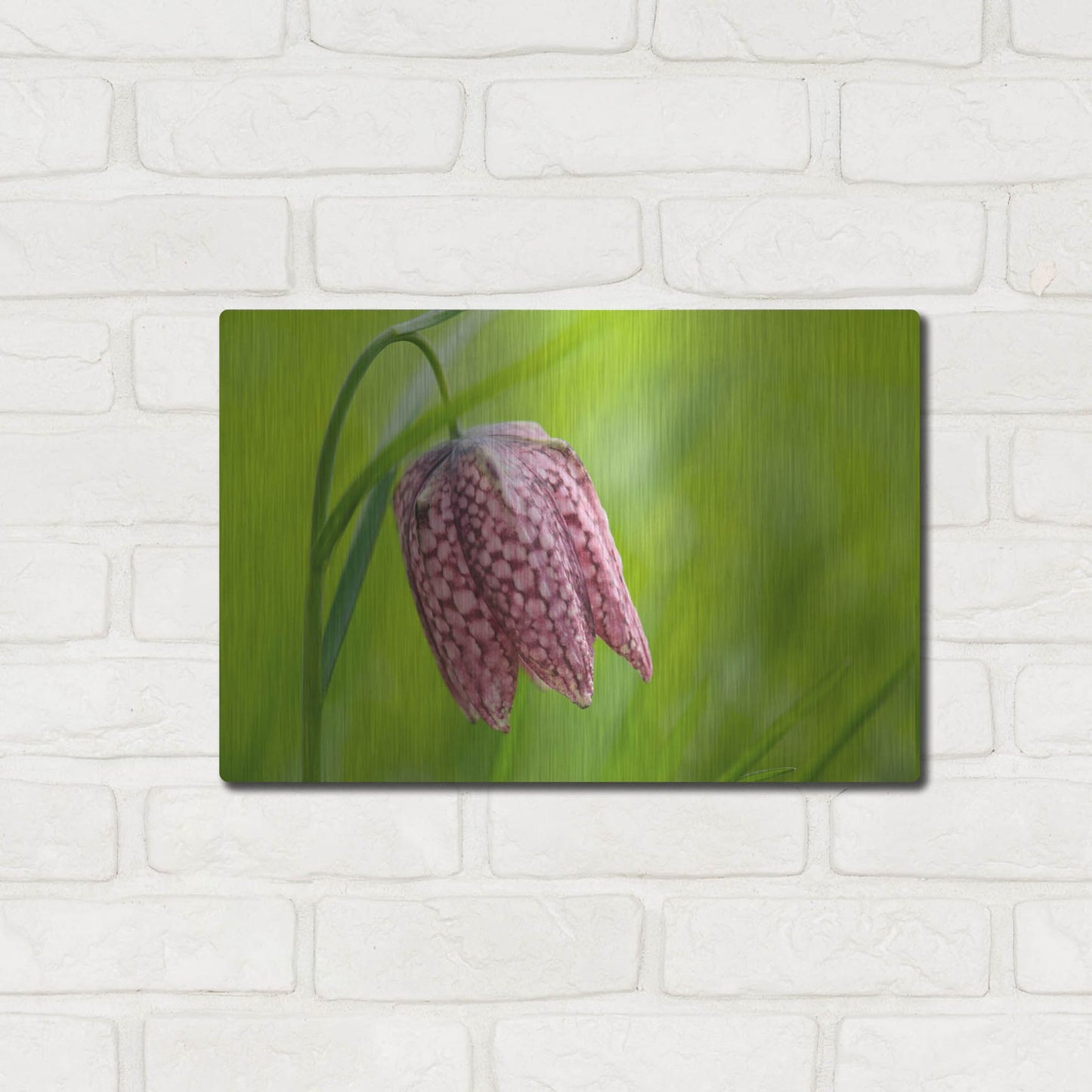 Luxe Metal Art 'Snake's Head Fritillary Flower' by Cora Niele, Metal Wall Art,16x12